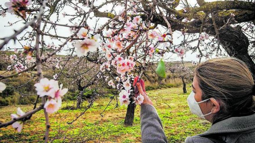 La provincia pierde el 30% de almendros en dos décadas por la falta de rentabilidad