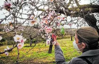 La provincia pierde el 30% de almendros en dos décadas por la falta de rentabilidad
