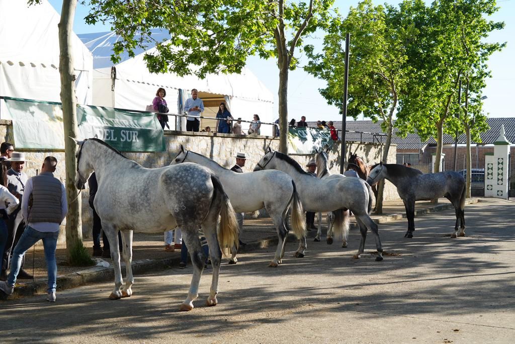 La Feria Agroganadera de Los Pedoches, en imágenes