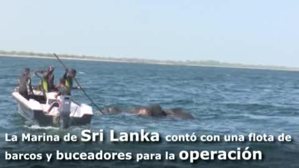 Rescatats dos elefants de morir ofegats al mar.