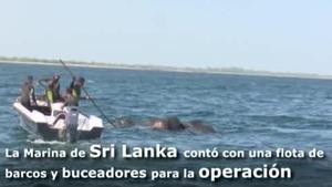 Rescatats dos elefants de morir ofegats al mar.