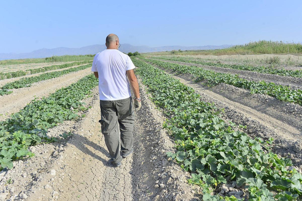 Una de las fincas de Carrizales donde se cultiva el característico melón