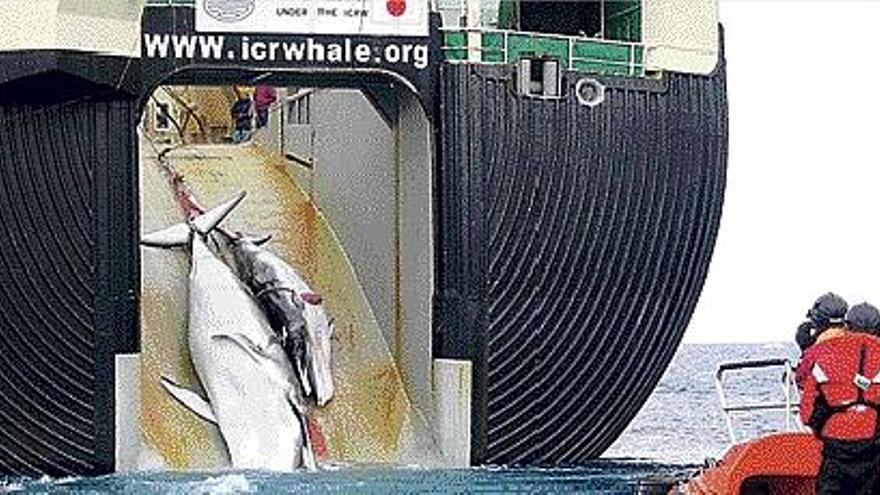 Japón caza decenas de ballenas cada año amparándose en motivos científicos.