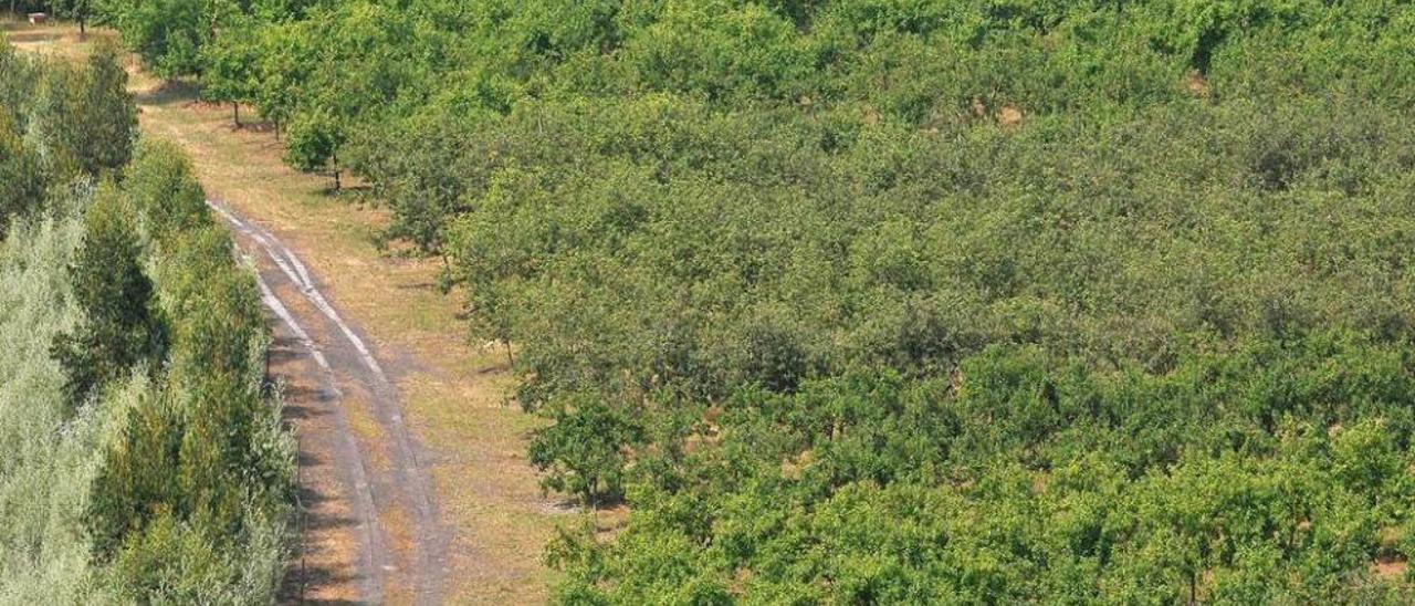 Plantación de Morgao, propiedad del Grupo Trabanco.