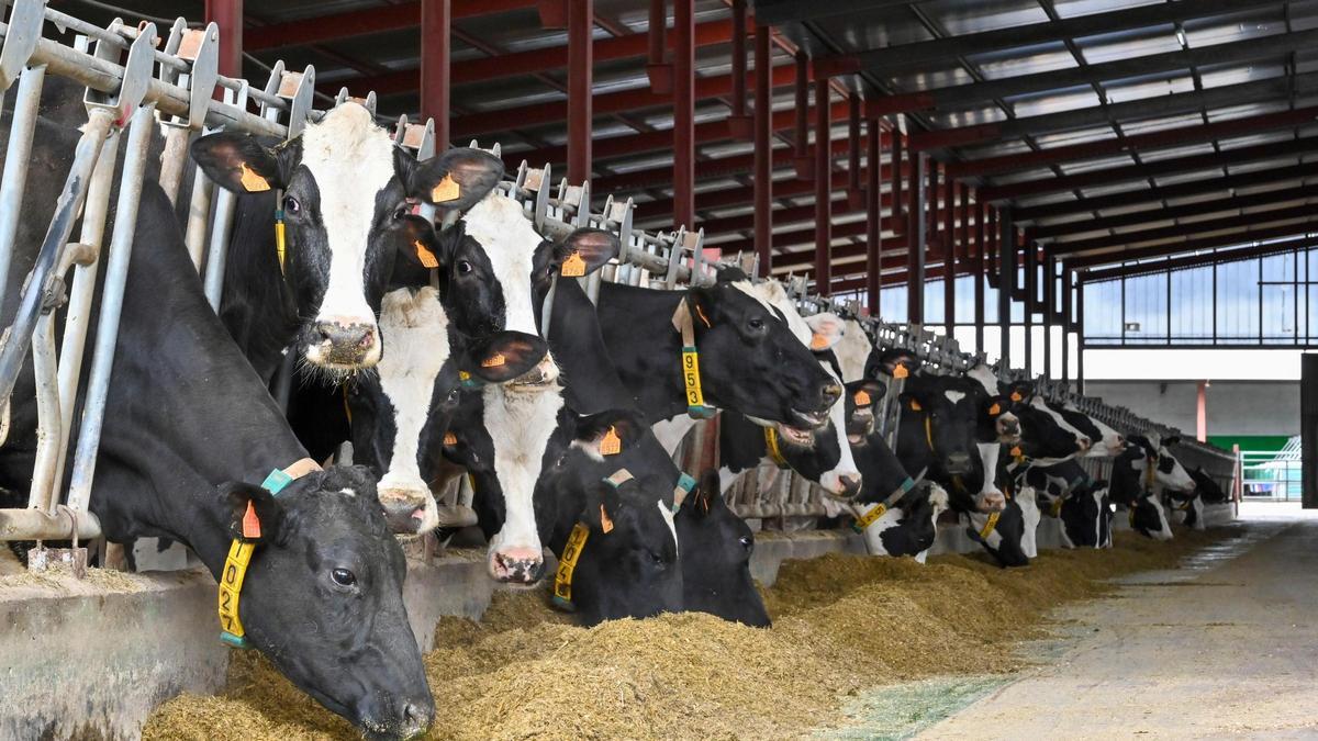 CONTAMINACIÓN PLÁSTICO | Así está afectando a los animales de granja la exposición a los microplásticos