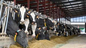 Catalunya dona per finalitzada la crisi ramadera de la dermatosi nodular, que va obligar a sacrificar unes 3.000 vaques