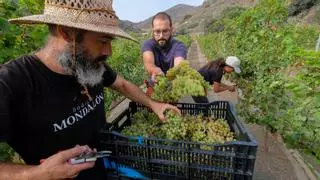 El malvasía volcánico a los pies de Bandama
