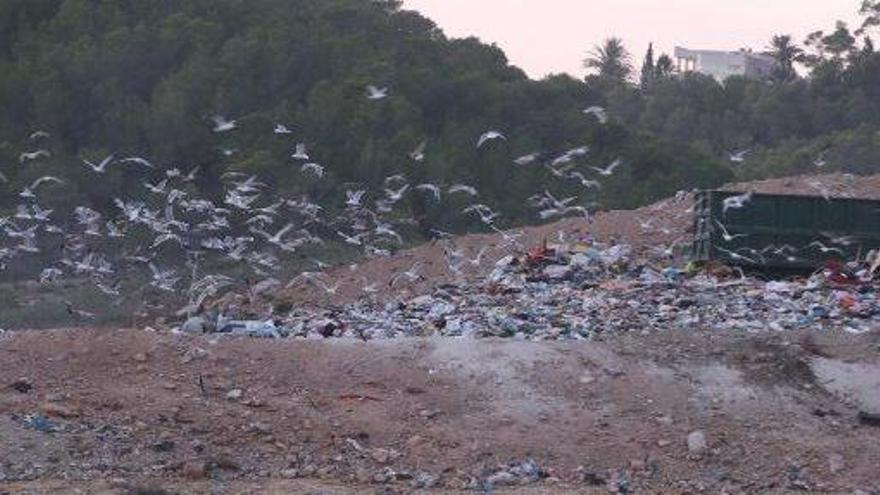 Una bandada de gaviotas sobrevuela una montaña de basura acumulada en el vertedero de Ca na Putxa.