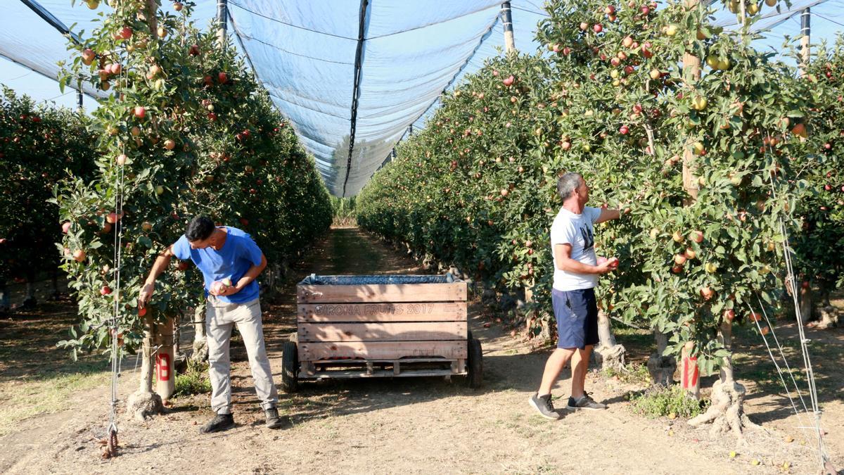 Pla general de dos treballadors de Girona Fruits recollint pomes