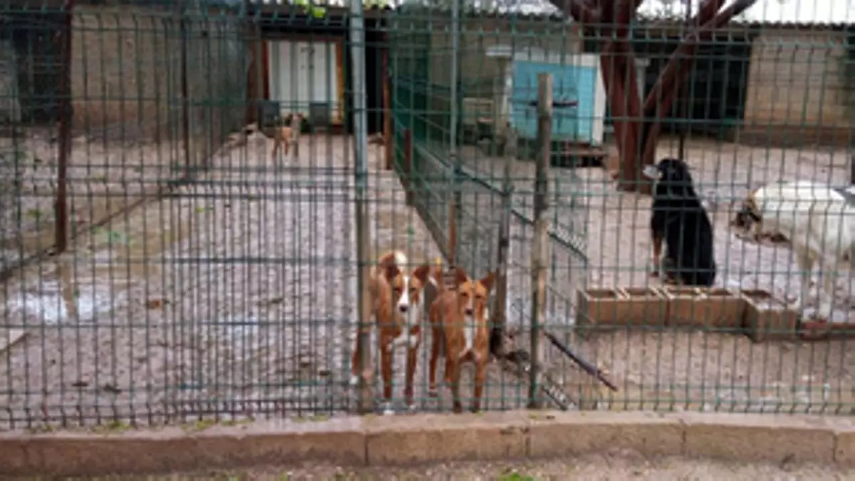 SOS de Ribercan: La protectora arranca el verano con el refugio ya saturado