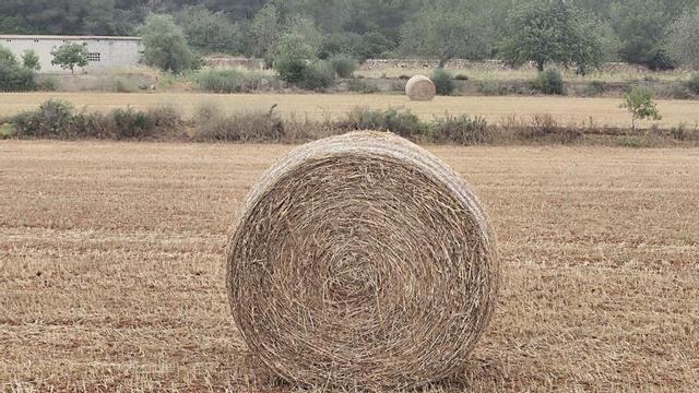 Un rollo de forraje empacado este mes en el Pla de Sant Antoni. | J.M.L.R.