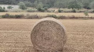 Cada metro de cemento acerca a Ibiza a la desertificación, alerta Amics de la Terra