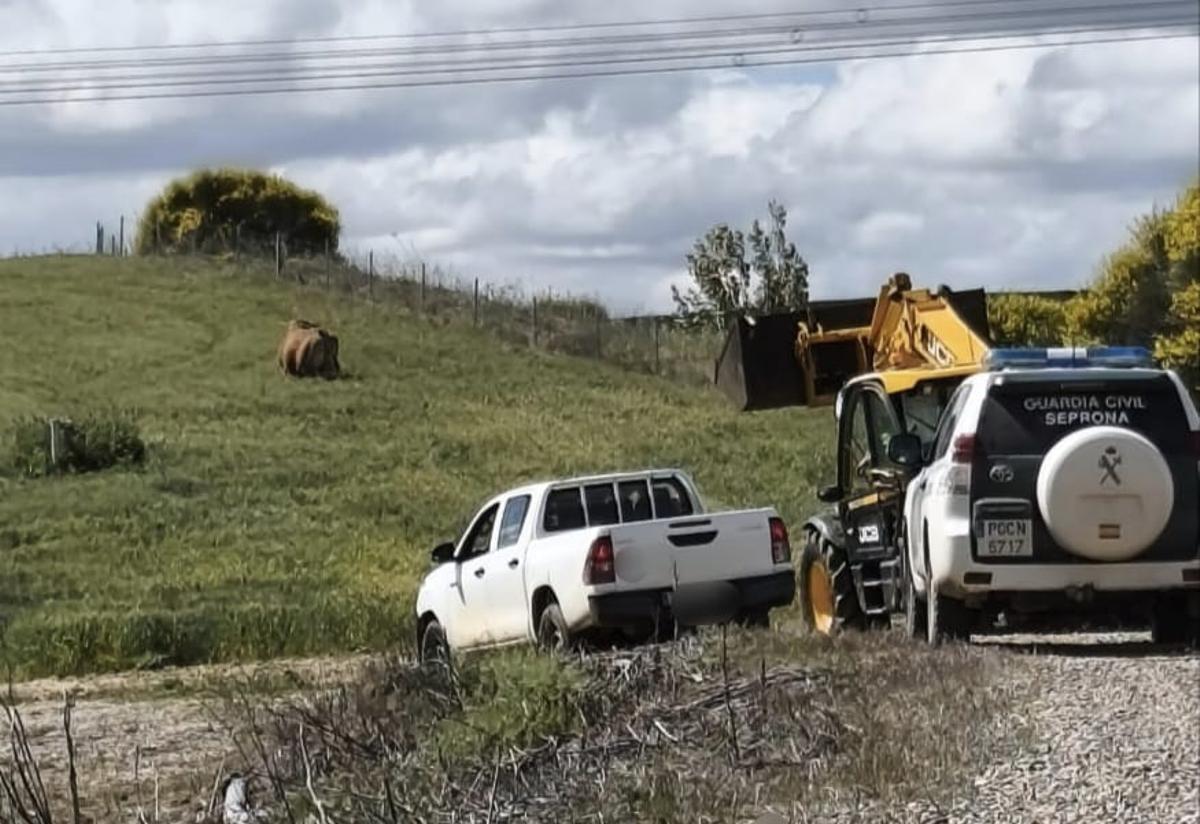 Patrullas de la Guardia Civil tratan de capturar a la vaca brava que se escapó de una explotación ganadera en Morales del Vino.