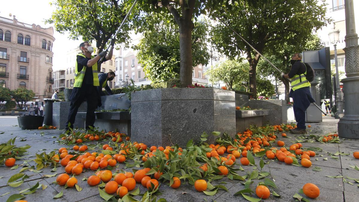 Recogida de naranjas amargas en la plaza de Las Tendillas.