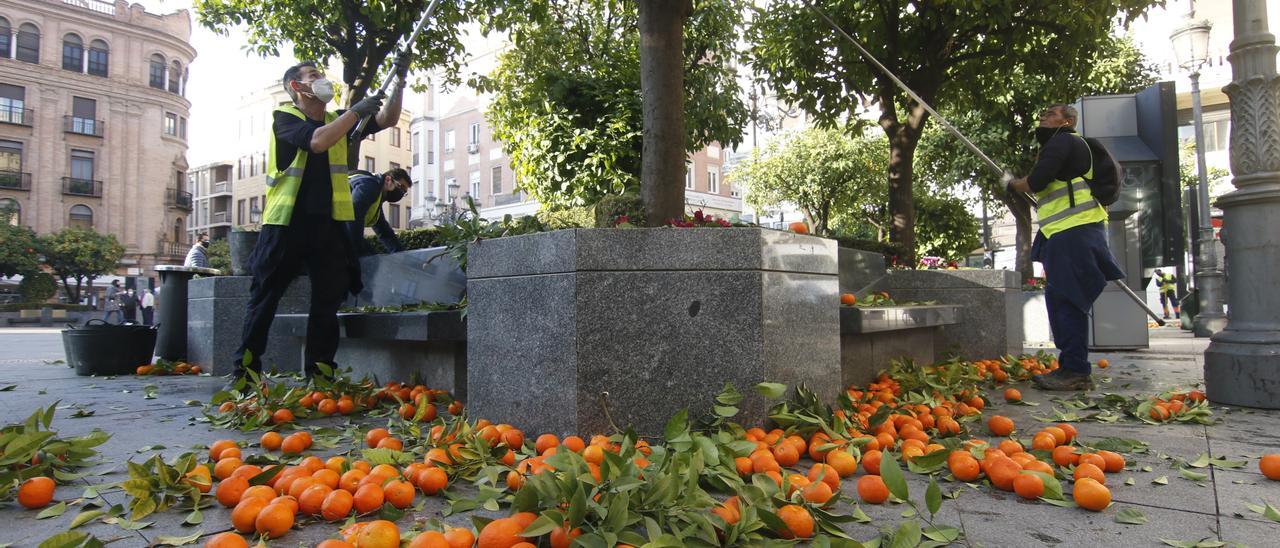 Recogida de naranjas amargas en la plaza de Las Tendillas.