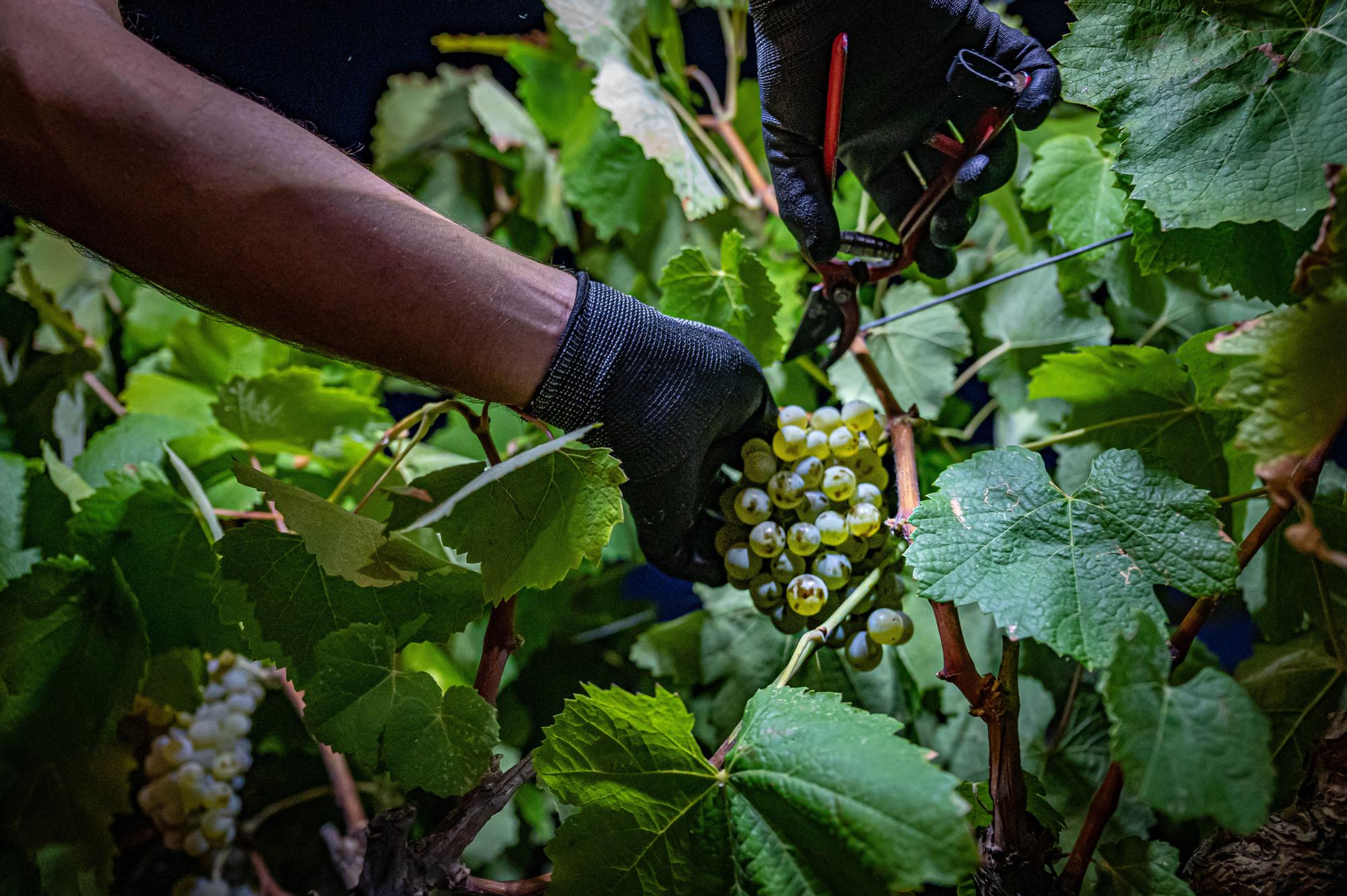 Barcelona 24-08-2022 Economía. La vendimia empieza antes por el cambio climatico, en el Penedes. Vendimia matinal, en vinyas Torelló. Recogida de las uvas hasta el tractor de recolección. AUTOR: MANU MITRU.