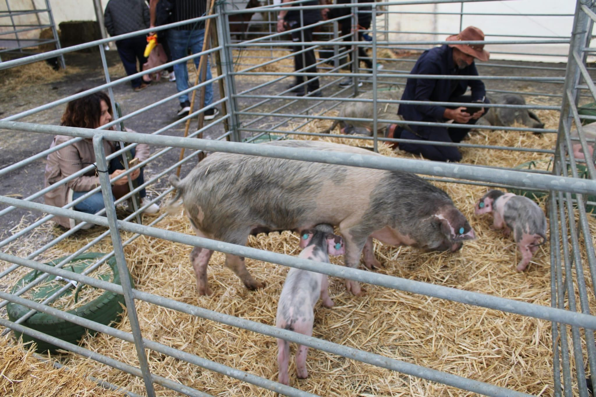 Así es Llangréu Nautral, la feria de las razas autóctonas asturianas que se celebra en pleno centro de Langreo