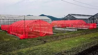 Cambiar el color de las redes mosquiteras de los cultivos ahuyenta a los insectos: no les gusta el rojo