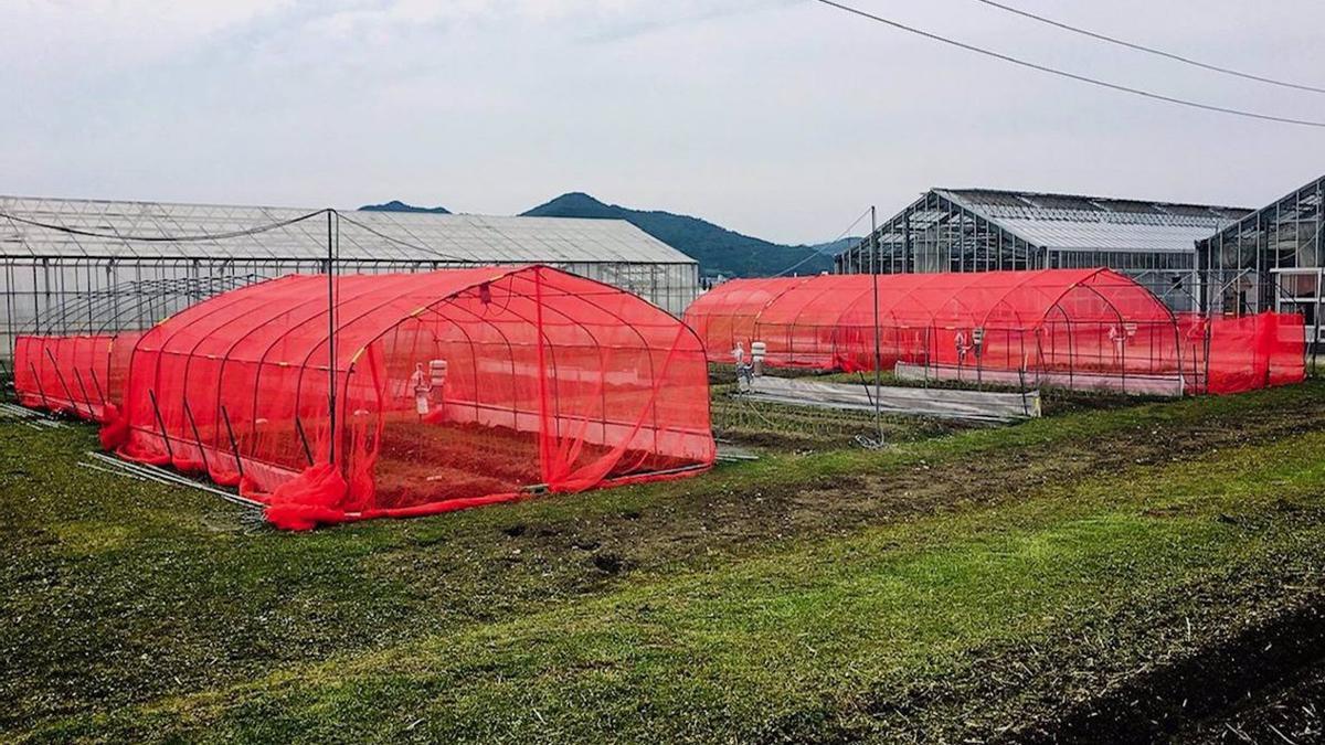 Prueba de campo en Kyoto, Japón, con redes rojas en varios invernaderos.