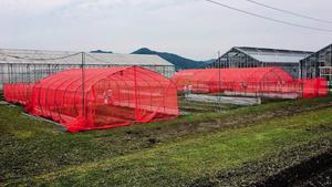 Prueba de campo en Kyoto, Japón, con redes rojas en varios invernaderos.