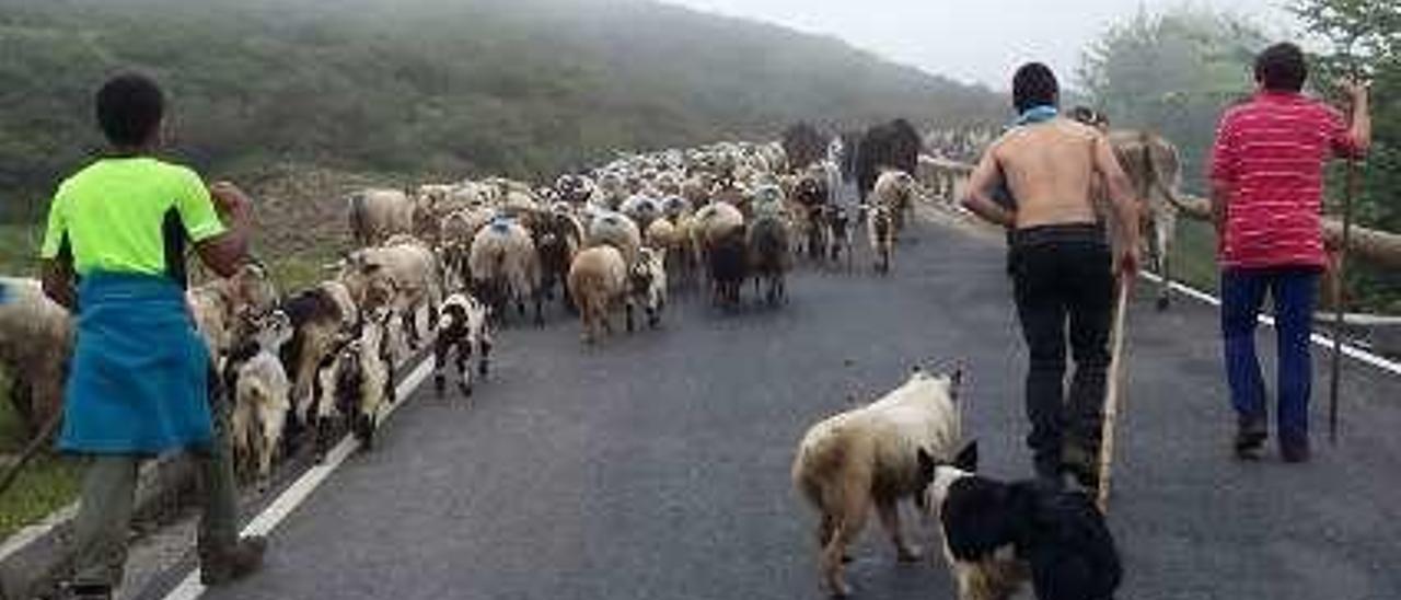 Varios pastores, ayer, transitando por la carretera a los Lagos rumbo a los pastos de verano.