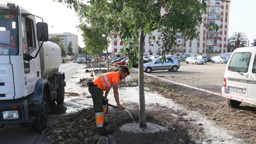 Un operario riega uno de los primeros almencinos plantados ayer en la calle Orfila.