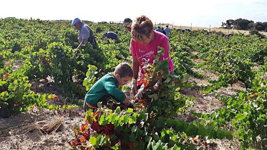 Recolección de uva durante el pasado fin de semana en un viñedo de Fermoselle.