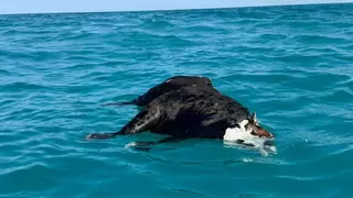 La imagen más insólita del verano en Altea: una vaca aparece flotando frente a la playa