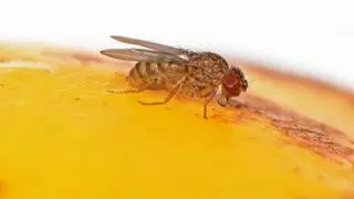 Trucos infalible para eliminar las moscas de la fruta de tu casa