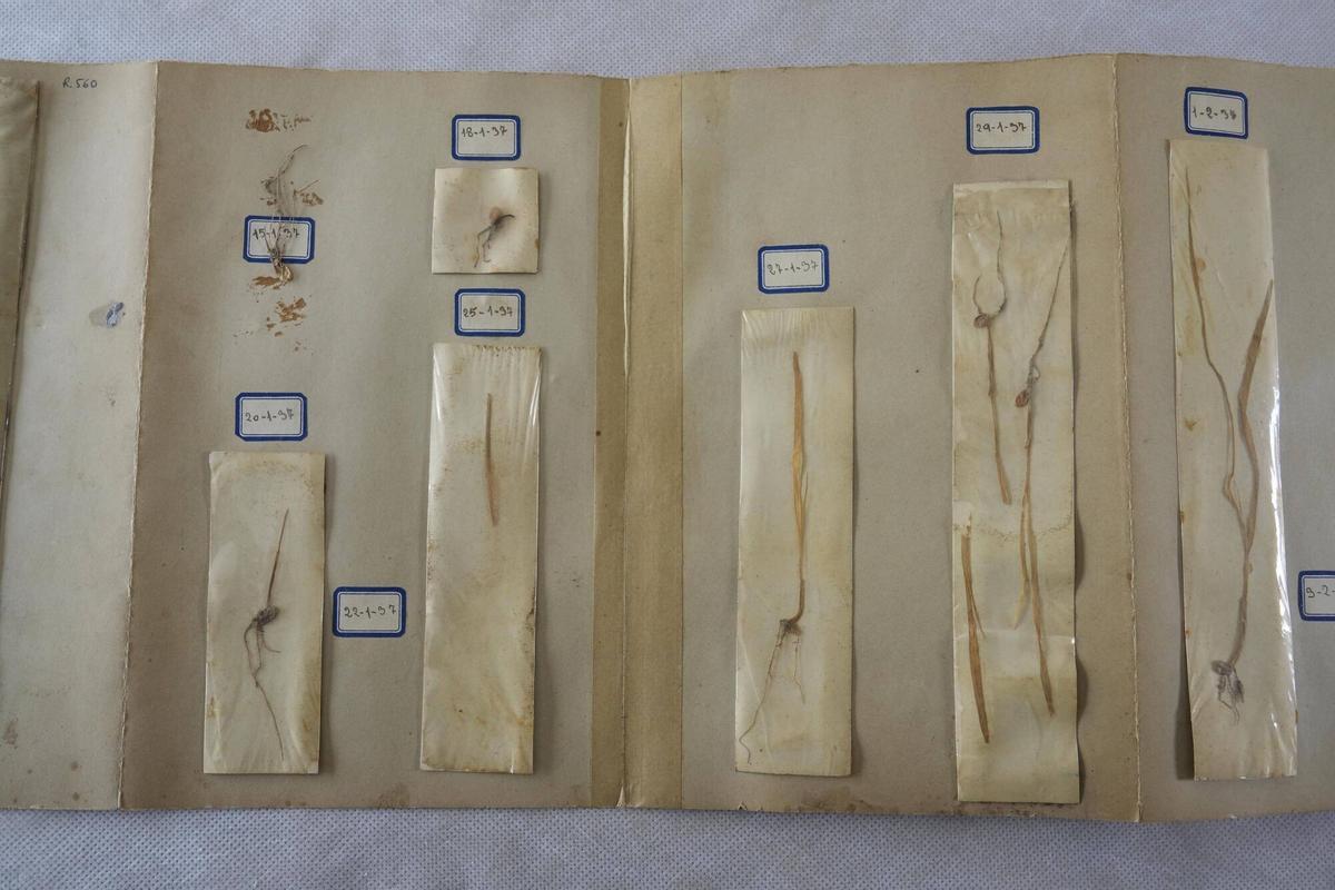 Un herbario de 1937, entre las piezas destacadas de la colección de objetos pedagógicos del Museu d'Història de Barcelona