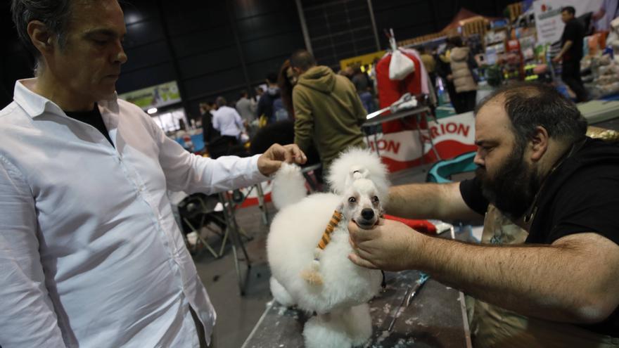 Muy buenas pulgas en el recinto ferial: así es el evento Espacio Mascotas en Gijón