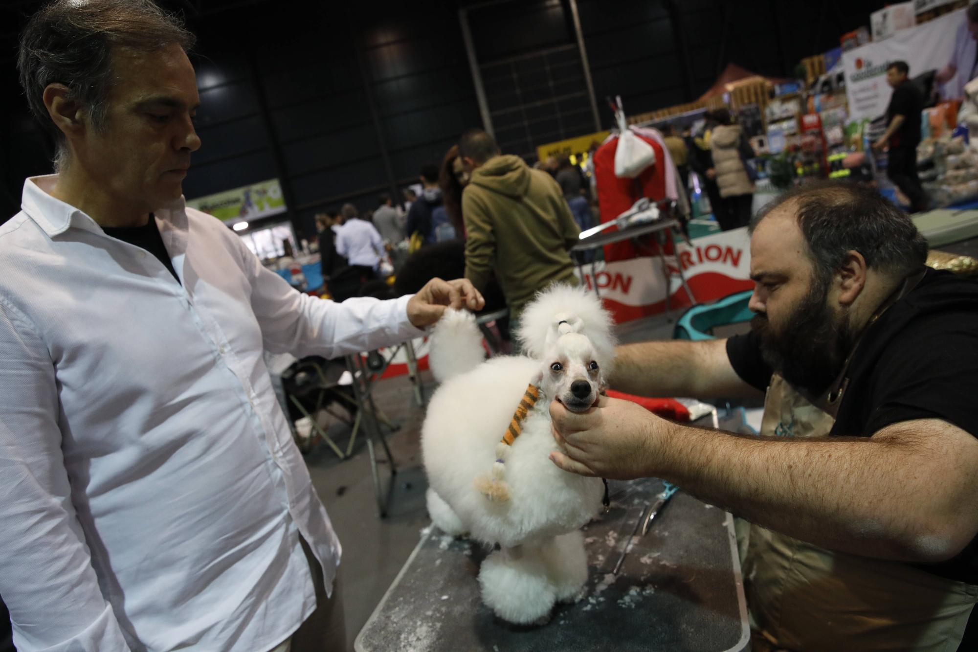 Así ha sido el evento Espacio Mascotas en Gijón