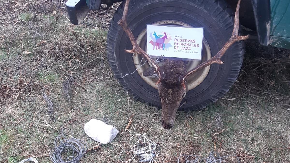 Lazos junto a una cabeza de ciervo encontrados en la Reserva de la Sierra de la Culebra