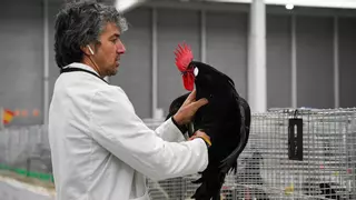 La labor altruista de Fesacocur: "Hemos evitado la extinción de más de una raza de gallinas"