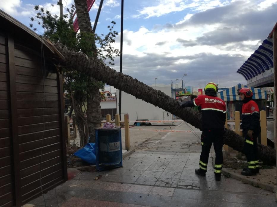 Es el tercer ejemplar de palmera que cae sobre los puestos de artesanía en un mes y los vendedores lamentan la falta de mantenimiento.