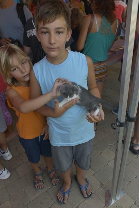 La perrera de Murcia saca sus animales a la calle