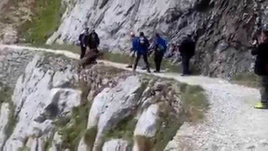 El polémico vídeo de un jabalí que acaba despeñado por la Ruta del Cares