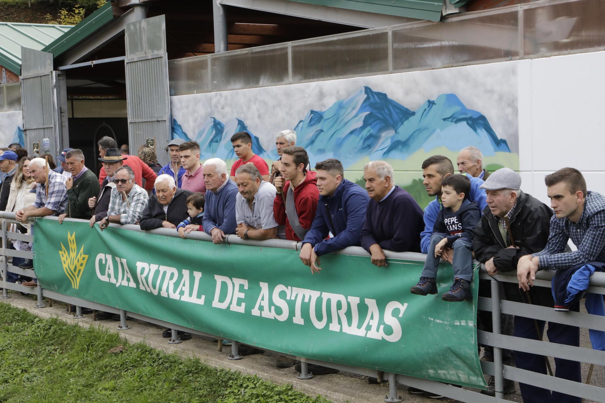 El concurso de ganado de Caso celebra su 128.ª edición