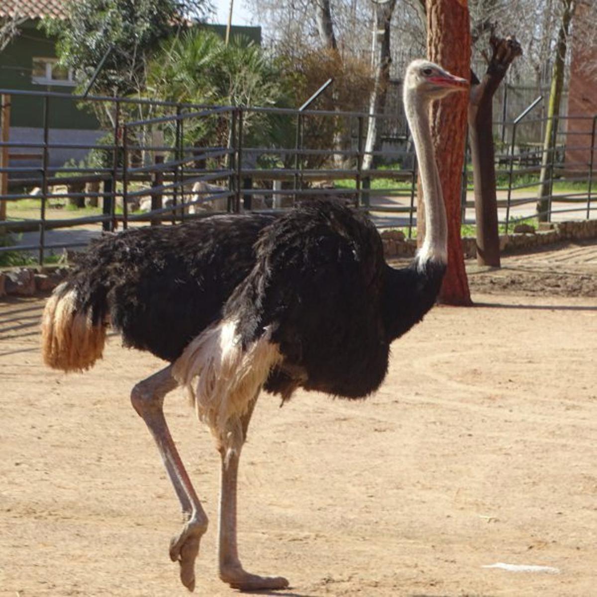 Avestruz en un zoológico. | AUMENTE