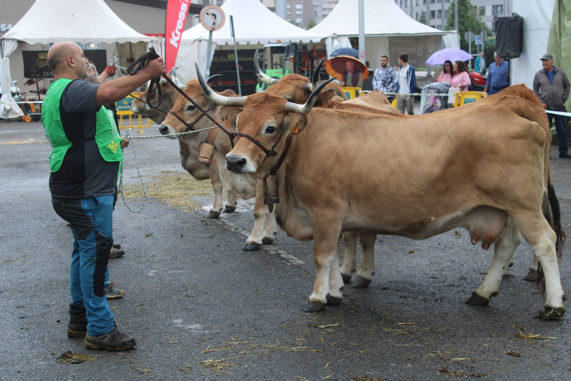 Así es Llangréu Nautral, la feria de las razas autóctonas asturianas que se celebra en pleno centro de Langreo