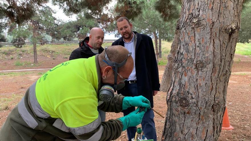 Murcia, protegida contra la &#039;procesionaria&#039;