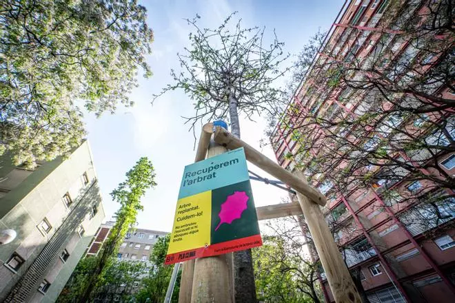 Barcelona busca 500 árboles para acabar de reponer los que la sequía mató: "Hay más demanda que oferta"