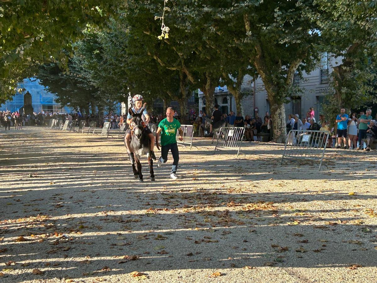 O Gran Derbi Asnal regresa a Padrón en clave de homenaxe aos burros fariñeiros