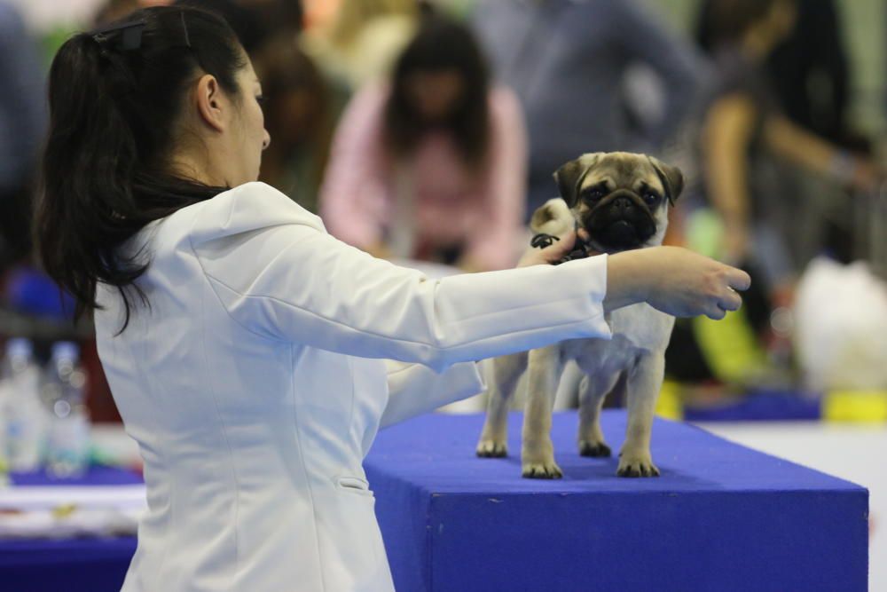 6º Salón del Animal de Compañía Mi Mascota