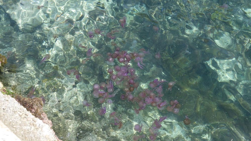 Las medusas invaden la costa de Cala Vinyes