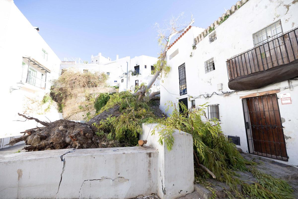 Un árbol cae sobre una casa y deja a sus ocupantes encerrados.