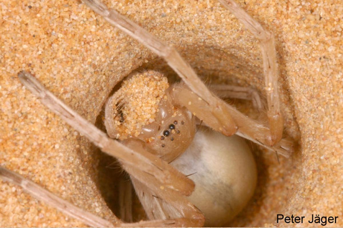 Encontrada en Marruecos, ’Cebrennus rechenbergies’ una araña muy ágil que huye de sus depredadores con acrobacias. Al detectar alguna señal de peligro adopta primero una actitud amenazante pero, si no funciona esta estrategia, sale corriendo y da volteretas para acelerar su huida. Dado que vive en el desierto, donde no hay lugar para esconderse, los investigadores consideran que esta estrategia es la última baza del arácnido para librarse de sus depredadores. Su forma de actuar ya ha inspirado la creación de un robot que copia su forma de moverse.