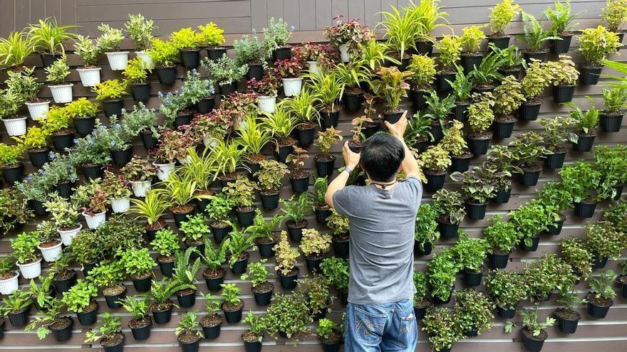 Jardín vertical: las mejores plantas para crear un espacio maravilloso