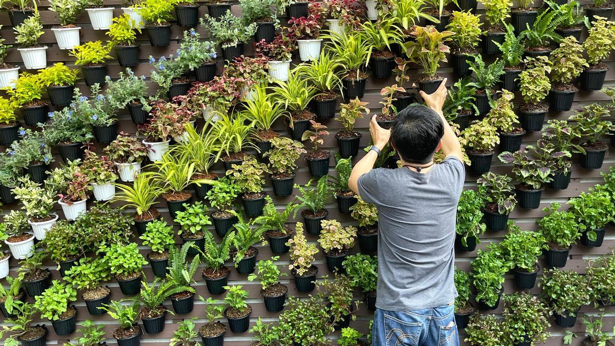 Jardín vertical: las mejores plantas para crear un espacio maravilloso -  Información
