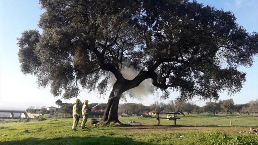 Clamor por una encina